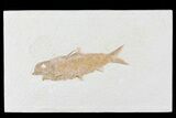 Knightia Fossil Fish - Wyoming #81467-1
